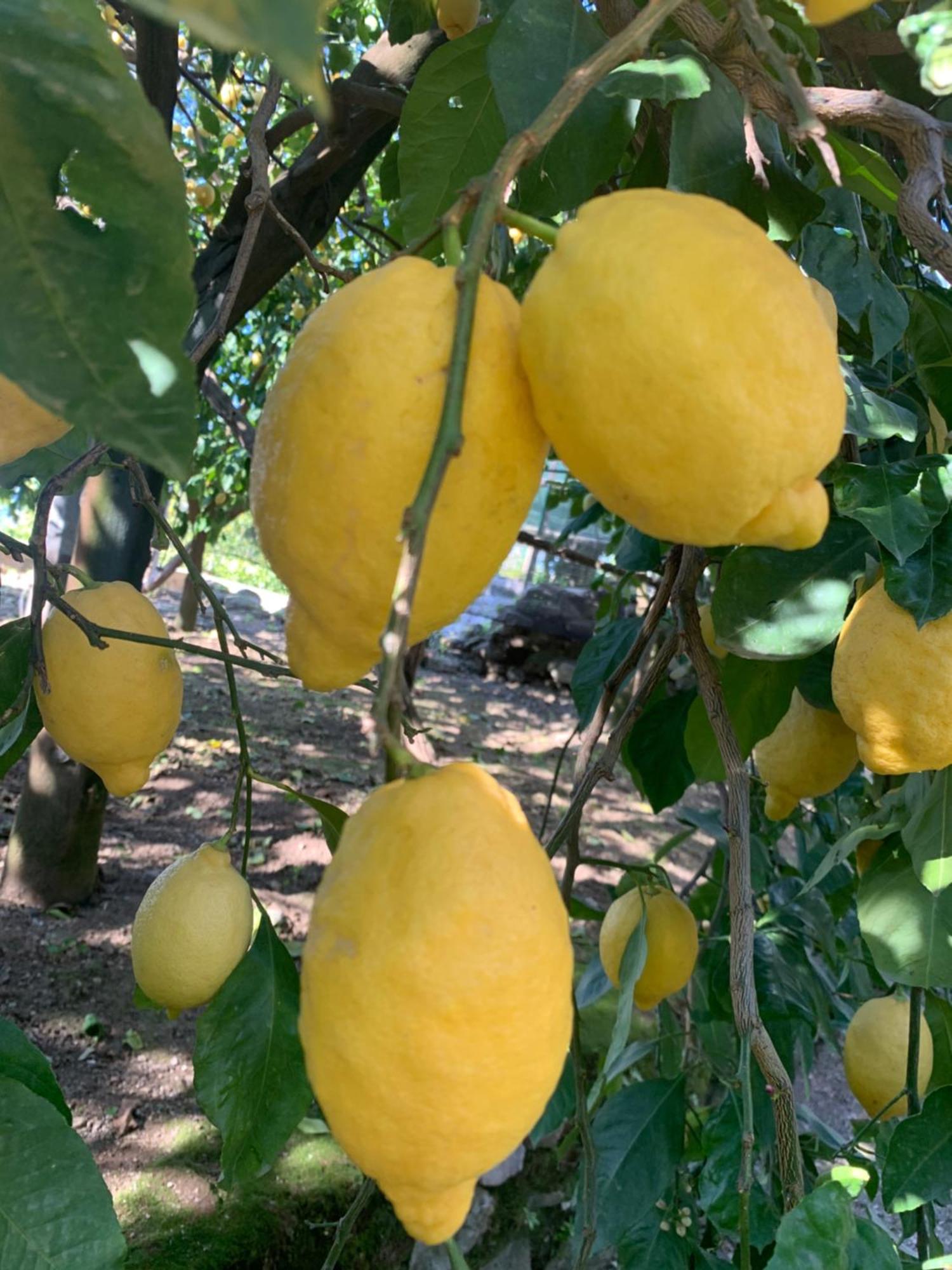 Sorrento Studios Lemons Hill Екстер'єр фото